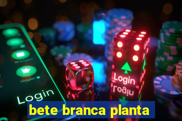 bete branca planta